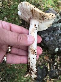 Amanita velosa image