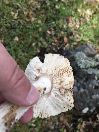 Amanita velosa image