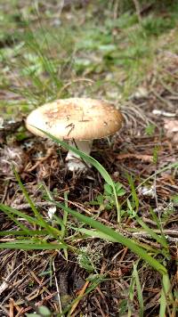 Amanita pantherina image