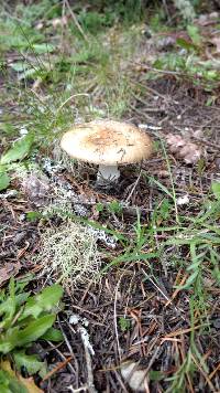 Amanita pantherina image