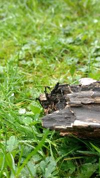 Xylaria hypoxylon image