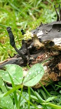 Xylaria hypoxylon image