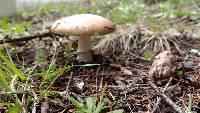 Amanita pantherina image