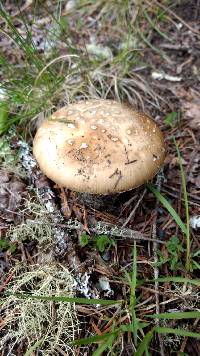 Amanita pantherina image