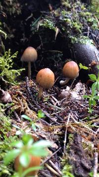 Coprinellus micaceus image