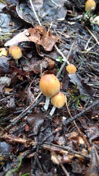 Coprinellus micaceus image