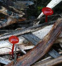 Mycena viscidocruenta image