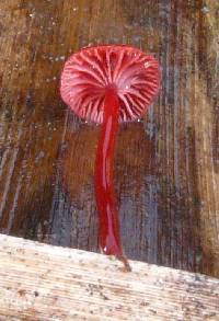 Mycena viscidocruenta image