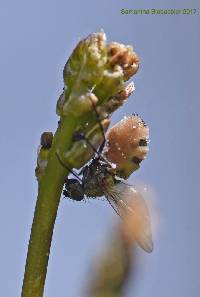 Entomophthora muscae image