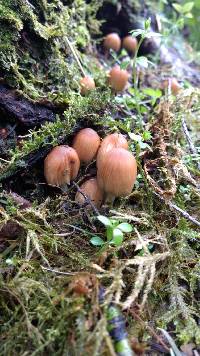 Coprinellus micaceus image