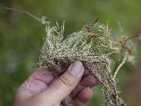 Ramalina menziesii image