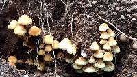 Hypholoma fasciculare image