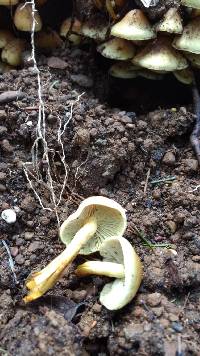 Hypholoma fasciculare image