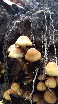 Hypholoma fasciculare image