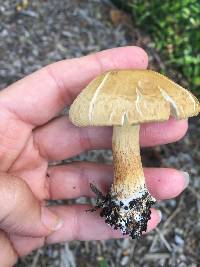 Agrocybe putaminum image