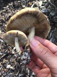 Agrocybe praecox image