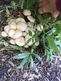 Agrocybe praecox image