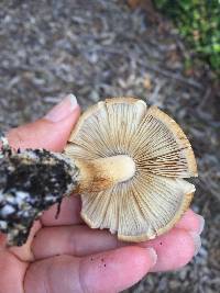 Agrocybe putaminum image