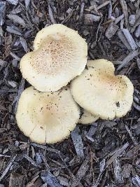 Agrocybe putaminum image