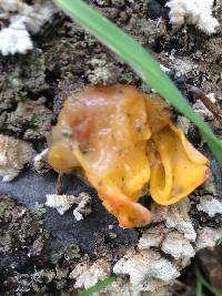 Tremella aurantia image