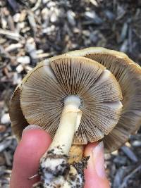 Agrocybe praecox image