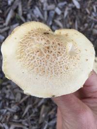 Agrocybe putaminum image