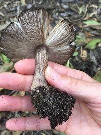 Pluteus exilis image