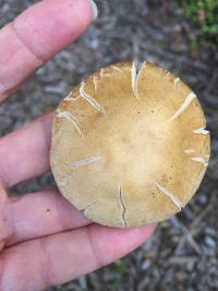 Agrocybe putaminum image