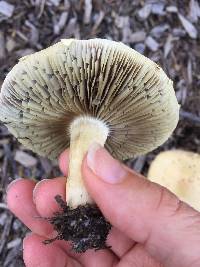 Agrocybe putaminum image