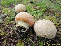 Amanita aprica image