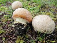 Amanita aprica image