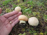 Amanita aprica image