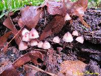 Mycena haematopus image