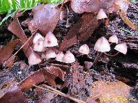 Mycena haematopus image