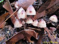 Mycena haematopus image