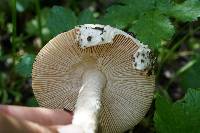 Amanita velosa image