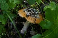 Amanita velosa image