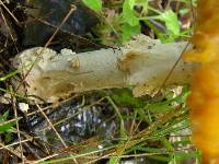 Amanita muscaria image