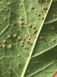 Puccinia malvacearum image