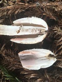 Coprinus comatus image