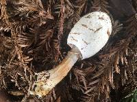 Coprinus comatus image