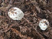 Coprinus comatus image