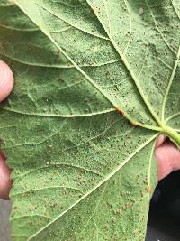 Puccinia malvacearum image