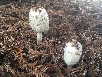 Coprinus comatus image