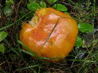 Amanita muscaria image