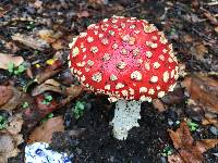 Amanita muscaria image