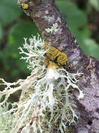 Ramalina farinacea image