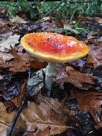 Amanita muscaria image