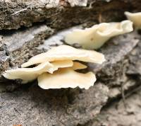 Pleurotus ostreatus image