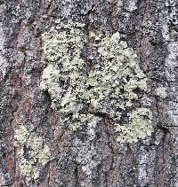 Flavoparmelia caperata image